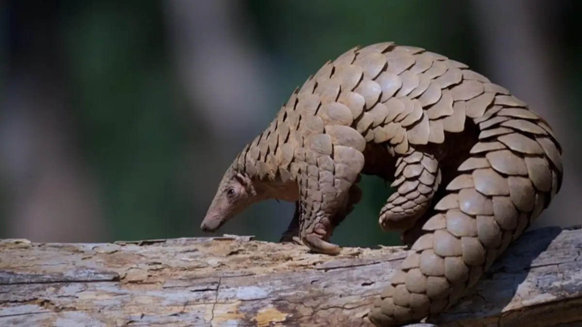 National Endangered Species Day 2026